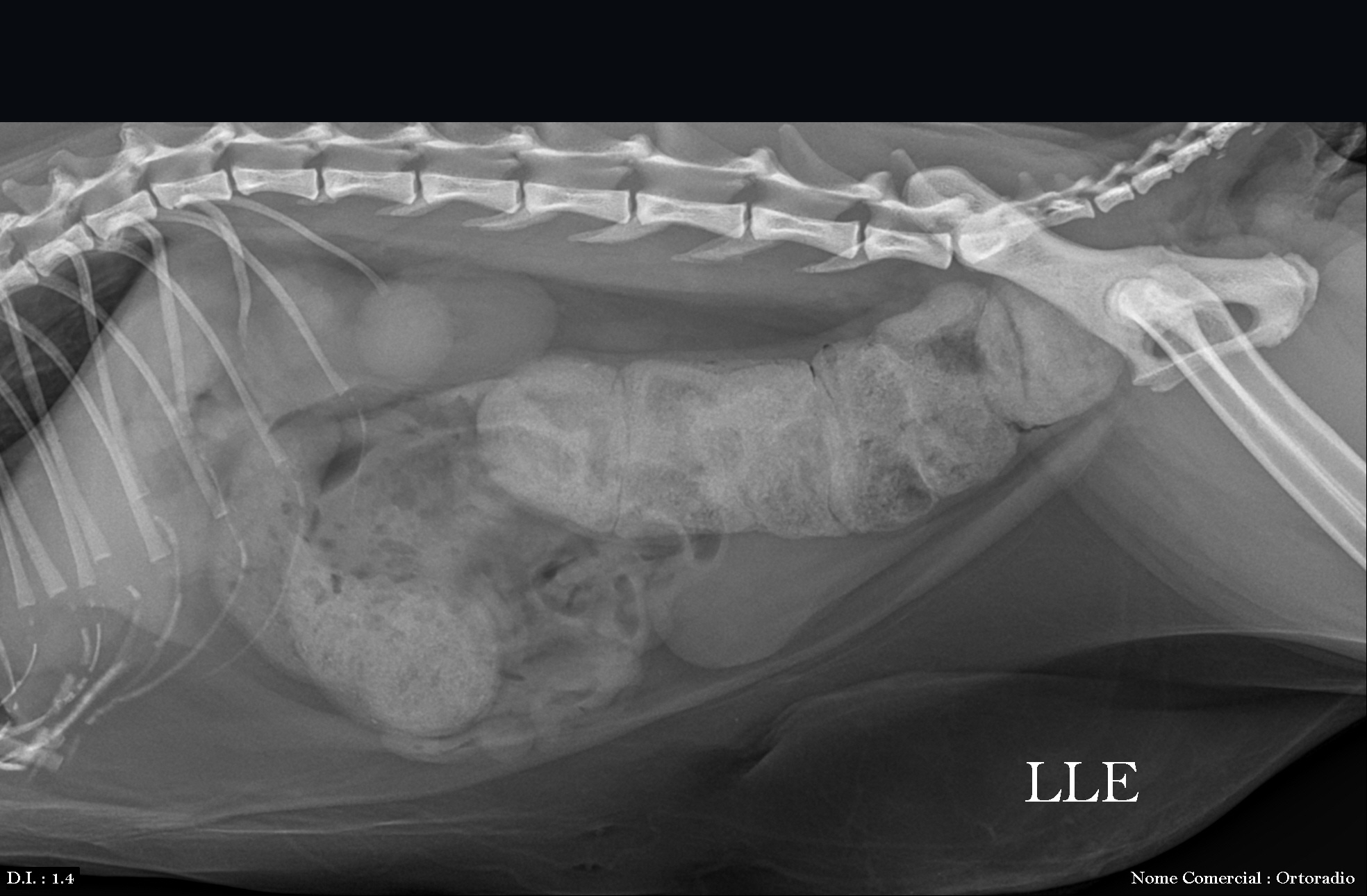 Megacólon em gatos: quando a constipação deixa de ser apenas um fecaloma